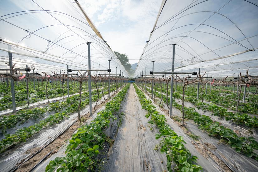 Agriculture